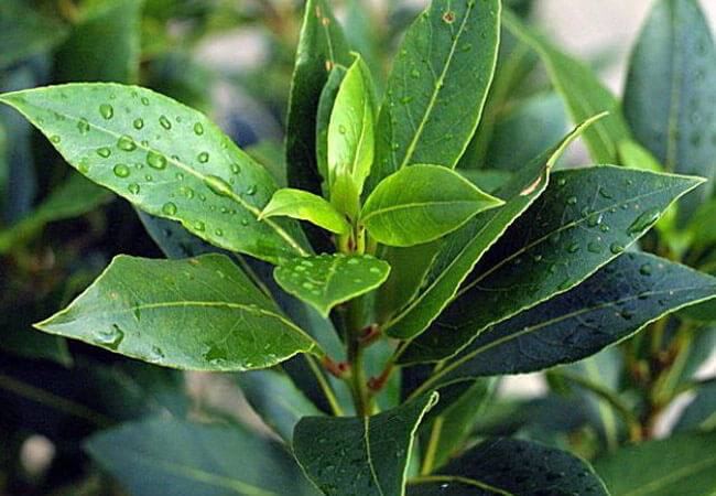 Ulje lovora vodi do vječne mladosti